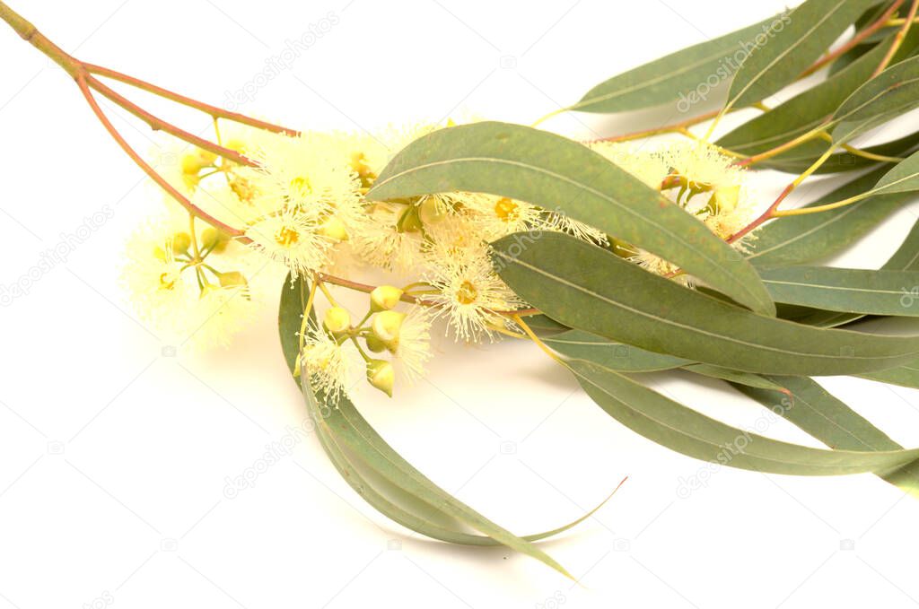 Flora of Gran Canaria -  Eucalyptus camaldulensis, introduced species, isolated on white background