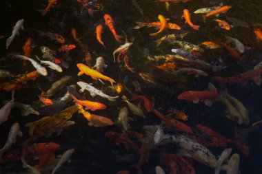 Çok sayıda hareketli koi sazan balığı içeren karanlık su soyutlaması