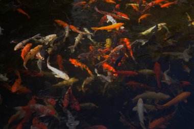 Çok sayıda hareketli koi sazan balığı içeren karanlık su soyutlaması