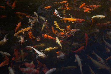 Çok sayıda hareketli koi sazan balığı içeren karanlık su soyutlaması
