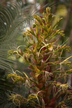 Çiçekli Alcantarea imparatorluğu, İmparatorluk Bromeliad, çiçekli arka plan