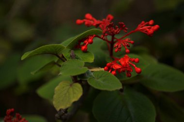 Clerodendrum buchananii 'nin parlak kırmızı çiçekleri, Java Glorybower, doğal makro çiçekli arka plan