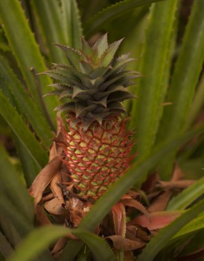 Ananas, ananas kozmozu, meyve oluşturan doğal makro çiçekli bitki.