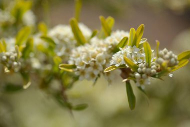 Pyracantha 'nın küçük beyaz çiçekleri, ateş dikenleri, doğal makro çiçekli arka plan