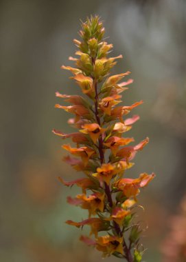 Gran Canaria 'dan Flora - Isoplexis isabelliana' nın turuncu ve kırmızı çiçekleri, Gran Canariaaaanesli tükenmekte olan türlere özgü bitki türleri, Kanarya Çam ormanları, doğal makro çiçekli arka plan