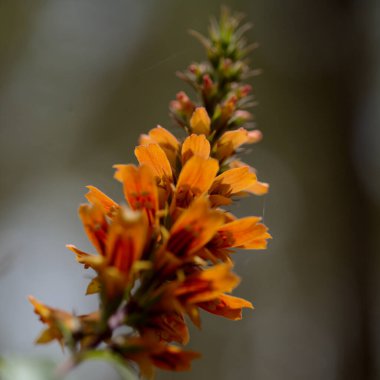 Gran Canaria 'dan Flora - Isoplexis isabelliana' nın turuncu ve kırmızı çiçekleri, Gran Canariaaaanesli tükenmekte olan türlere özgü bitki türleri, Kanarya Çam ormanları, doğal makro çiçekli arka plan