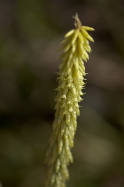 Gran Canaria 'dan Flora - çiçek açan Umbilicus heylandianus, dağ göbek otu, doğal makro çiçekli arka plan