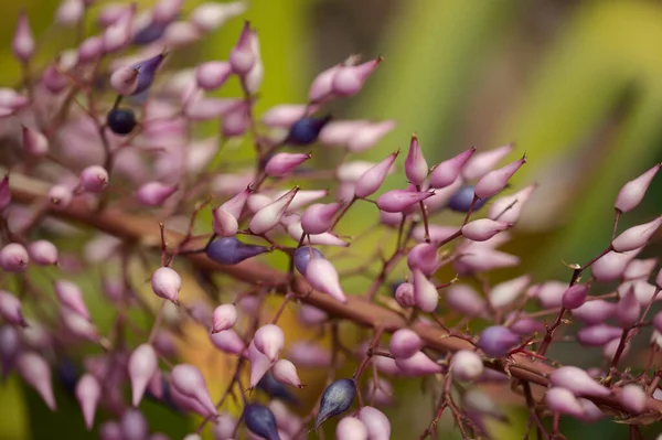 Fioritura Viola Aechmea Spectabilis Bromeliade Lancia Sfondo Macro Floreale Naturale — Foto Stock