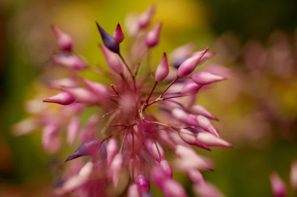 Квітучий Фіолетовий Aechmea Специфікація Спис Бромеліаду Природний Макро Квітковий Фон — стокове фото