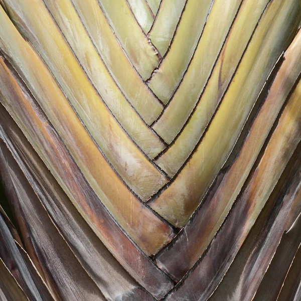 Close Sovrapposizione Lasciare Basi Ravenala Madagascariensis Albero Del Viaggiatore Sfondo — Foto Stock