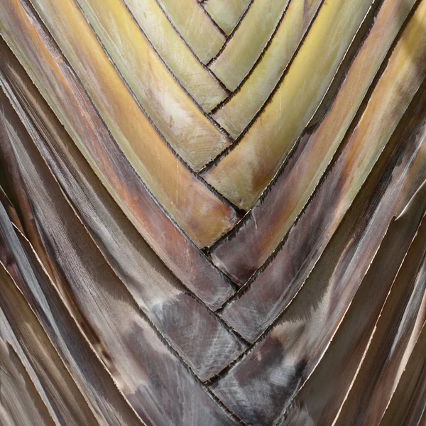 겹쳐지는 낙엽들을 겹쳐지게 여행자의 자연적 매크로 Ravenala Madagascariensis — 스톡 사진