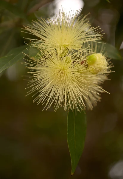 Floração Syzygium Jambos Maçã Rosa Fundo Floral Macro Natural — Fotografia de Stock