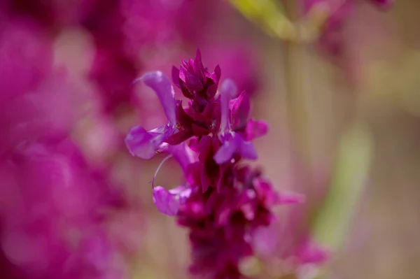 加那利群岛大加那利群岛植物区系 加那利群岛鼠尾草自然大花背景 — 图库照片
