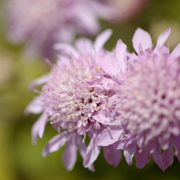 Flora Gran Canarii Pterocephalus Dumetorus Górskie Scabious Endemiczne Centralnych Wysp — Zdjęcie stockowe