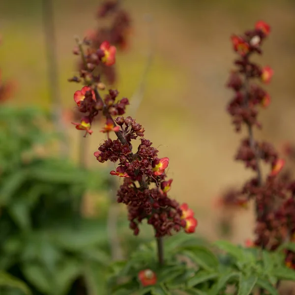 Flora Gran Canaria Flores Alaranjadas Vermelhas Scrophularia Calliantha Belle Figwort — Fotografia de Stock
