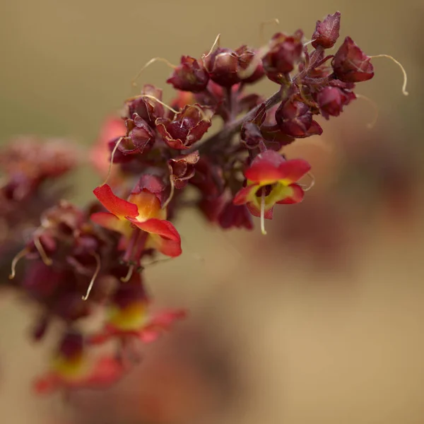 Flora Gran Canaria Fiori Arancioni Rossi Scrophularia Calliantha Belle Figwort — Foto Stock