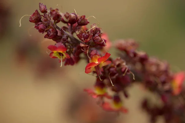 Flora Gran Canaria Помаранчеві Червоні Квіти Scrophularia Calliantha Belle Figwort — стокове фото