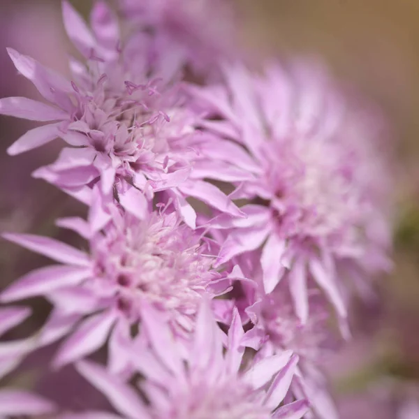 Flora Gran Canarii Pterocephalus Dumetorus Górskie Scabious Endemiczne Centralnych Wysp — Zdjęcie stockowe