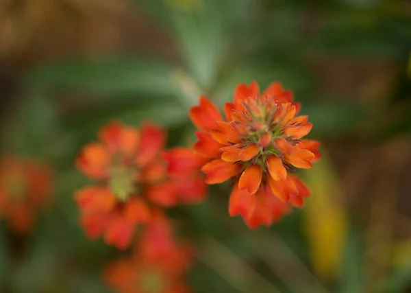Χλωρίδα Της Gran Canaria Πορτοκαλί Και Κόκκινα Άνθη Της Isoplexis — Φωτογραφία Αρχείου