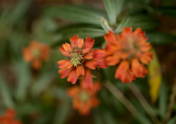 Χλωρίδα Της Gran Canaria Πορτοκαλί Και Κόκκινα Άνθη Της Isoplexis — Φωτογραφία Αρχείου