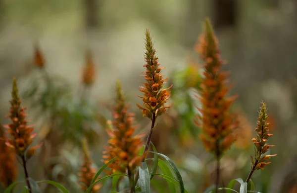 Flora Gran Canaria Orange Red Flowers Isoplexis Isabelliana Plant Endemic — Stock Photo, Image