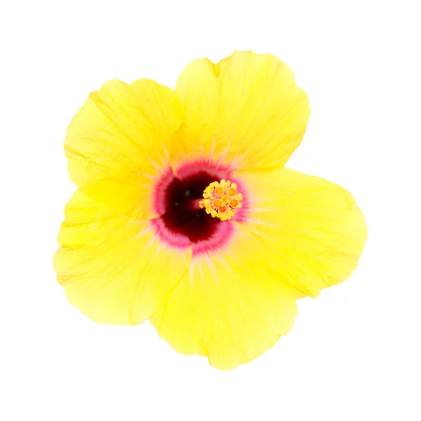 Beautiful Yellow Hibiscus Rosa Sinensis Aka Chinese Hibiscus Isolated White — ストック写真