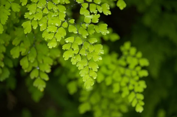 Flora Gran Canaria Adiantum Capillus Veneris Southern Maidenhair Fern Macro Imágenes de stock libres de derechos