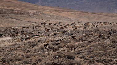 Gran Canaria 'da tarım - büyük bir keçi ve koyun grubu kuru bir düzlemde ilerliyor