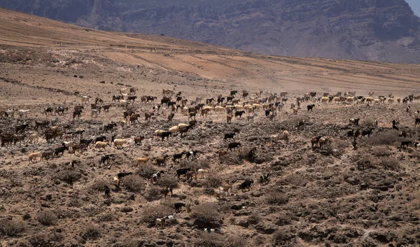 Mezőgazdaság Gran Canaria Egy Nagy Csoportja Kecskék Juhok Mozognak Egy — Stock Fotó