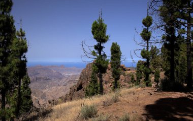 Gran Canaria 'dan Flora - Pinus kanaryası, ateşe dayanıklı kanarya çamı, yangından etkilenen bölge, birkaç yıl sonra yeniden büyüyen ağaçlar.