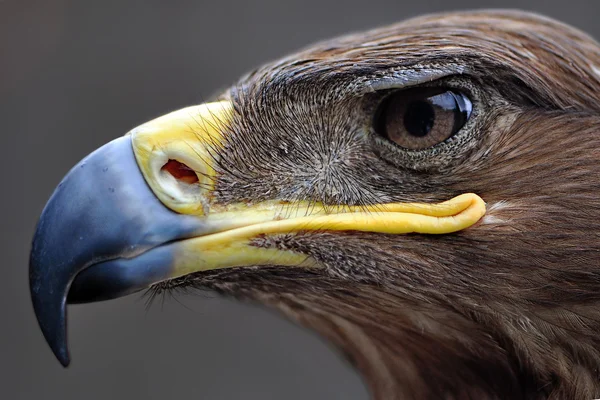 Eagle portresi — Stok fotoğraf