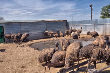 hayvanlar, çiftlik, yaz, çimen, tüyler, kuşlar, baykuşlar akın, su, Evcil Hayvan, padok