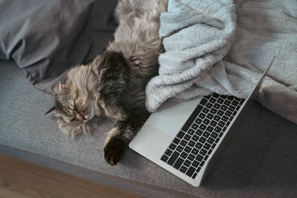 把笔记本电脑和可爱的猫放在舒适的沙发上 — 图库照片
