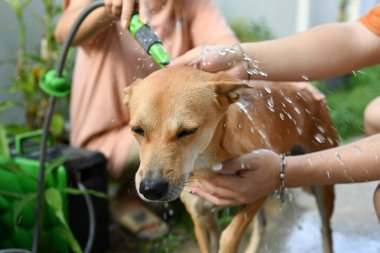 Tatlı köpek arka bahçede duş alıyor. Hayvan bakımı konsepti.
