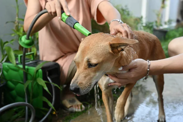 Güzel köpek bahçede duş alıyor. Hayvan bakımı konsepti.