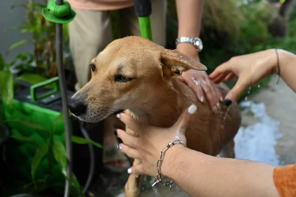 Tatlı köpek dışarıda sabun ve suyla duş alıyor..