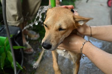 Güzel köpek dışarıda sabun ve suyla duş alıyor. Hayvan bakımı konsepti.