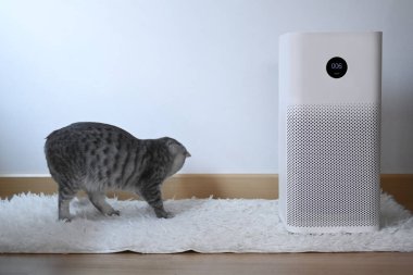Tekir kedi ve hava temizleyici filtre ve temizlik için oturma odasında PM2.5 tozu kaldırıyor.
