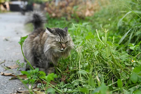 Adorável Gato Andando Parque Dia Verão Com Luz Natural — Fotografia de Stock