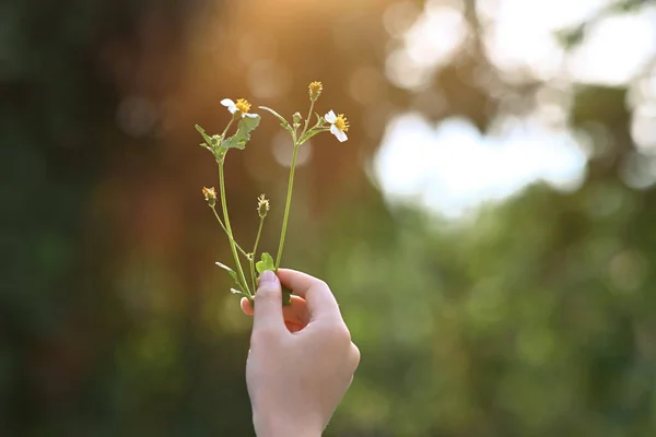 Mão Criança Segurando Pequenas Flores Contra Fundo Verde Desfocado Natureza — Fotografia de Stock