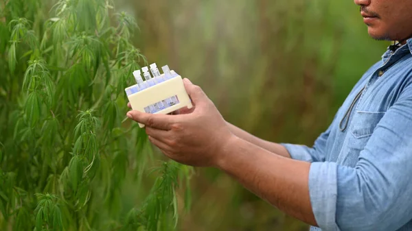 Pesquisador examinando plantas de cannabis em estufas para pesquisa médica Conceito de fitoterapia medicina alternativa. — Fotografia de Stock