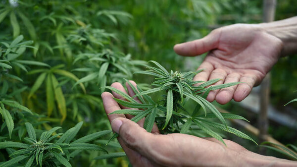 Ученый проверяет органические растения конопли в теплице. Травяная альтернативная медицина, cbd масло, фармацевтическая промышленность.