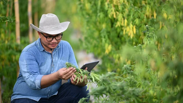 Inteligentní farmář kontroluje analýzu a výsledky s tabletem ve skleníku. Koncepce farmářské plantáže marihuany — Stock fotografie
