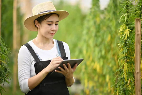 Mujer agricultora inteligente revisando plantas de cannabis en invernadero. Medicina herbal alternativa, salud, concepto de la industria del cáñamo —  Fotos de Stock