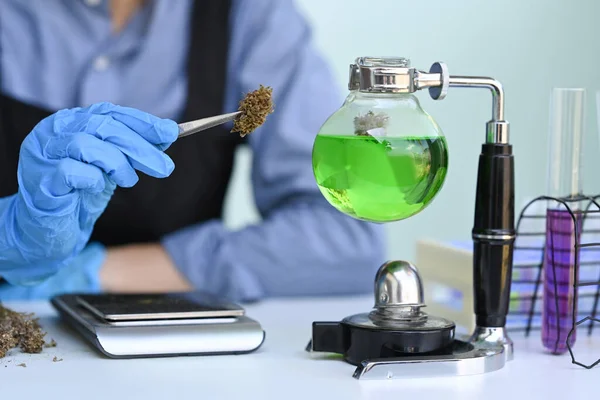 Wetenschapper testen en analyseren van cannabisplanten voor de extractie van medicinale olie. Begrip kruidenalternatief, cbd-olie, farmaceutische industrie — Stockfoto