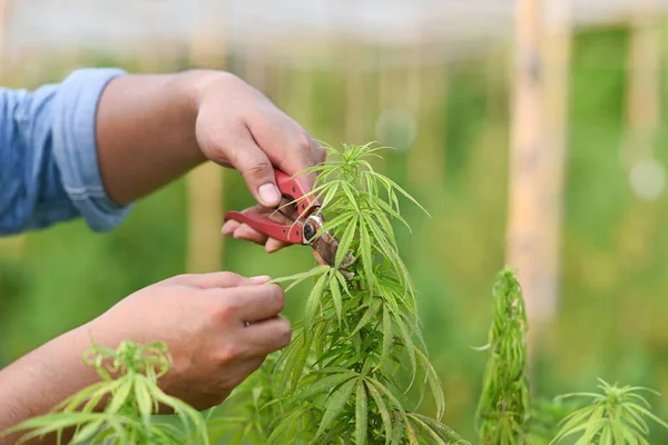 农民正在温室里修剪大麻植物.替代草药、健康、大麻工业概念 — 图库照片