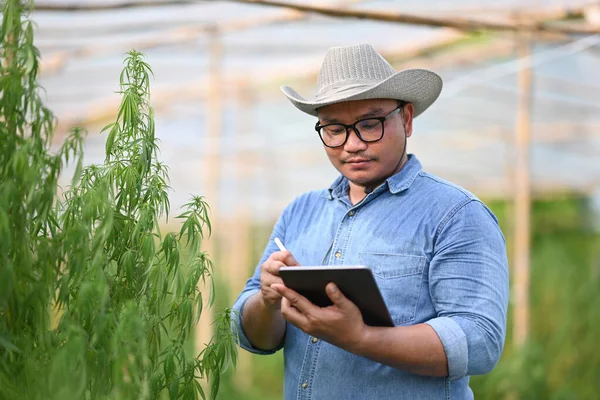 Inteligentní zemědělec používající digitální tablety a kontrolující konopné rostliny ve skleníku. Alternativní bylinná medicína, zdraví, koncept konopného průmyslu — Stock fotografie