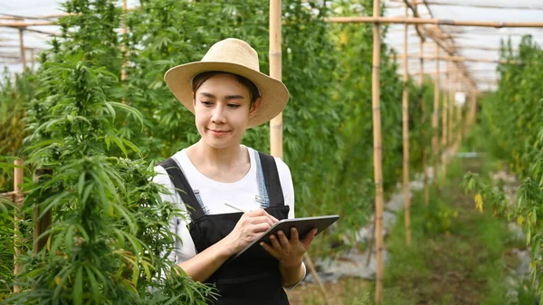 Mujer asiática agricultora inteligente usando tableta digital y comprobando la plantación de cannabis en invernadero. Medicina herbal alternativa, concepto de la industria del cáñamo —  Fotos de Stock