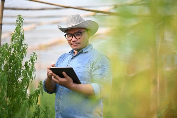Inteligentní farmář používající digitální tablety a kontrolující pěstování marihuany nebo konopí ve skleníku. Alternativní bylinná medicína konopí průmysl koncept — Stock fotografie