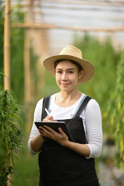 Mujer joven agricultora inteligente usando tableta digital, inspeccionando plantas de cannabis en invernadero. Negocio granja de cannabis agrícola —  Fotos de Stock